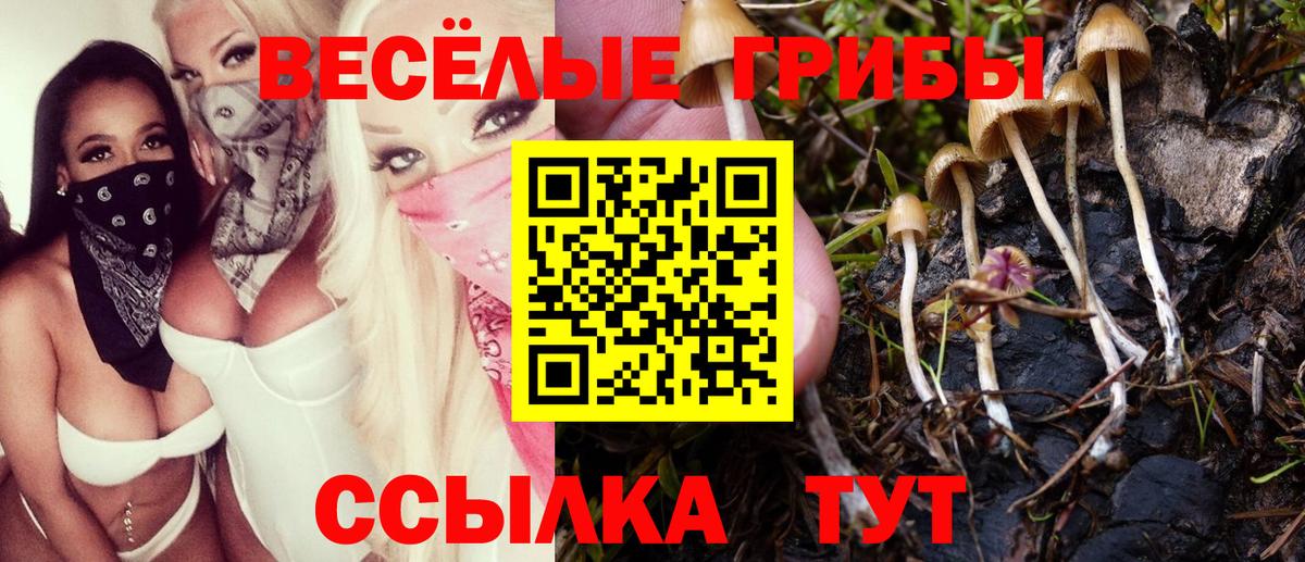 Кингисепп  Галлюциногенные грибы GOLDEN TEACHER  Вход с VPN 